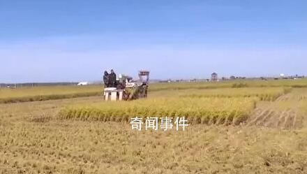 金秋農忙好“豐”景 重農固本安民之基