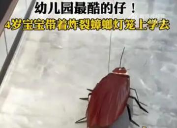 4歲寶寶帶著炸裂蟑螂燈籠上學去 網友：蟑燈結彩