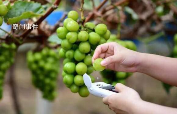“陽光玫瑰”不安全 是真的嗎?