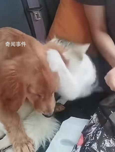 小狗返鄉途中暈車還被貓打了一巴掌 收到超3萬個點贊超4萬轉發