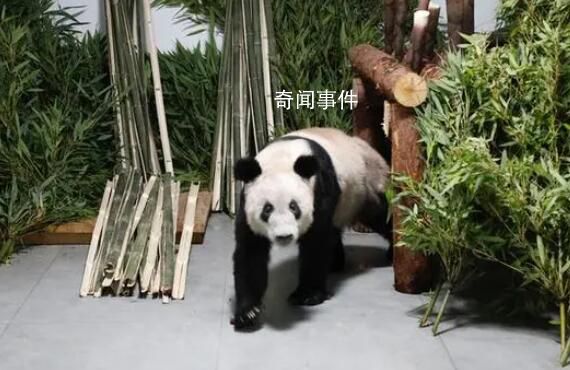 旅美大熊貓或將全部返回中國 曾在美國50多年