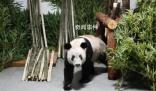 旅美大熊貓或將全部返回中國 曾在美國50多年