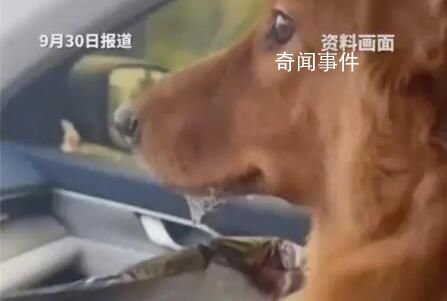 堵在路上狗子暈車暈到懷疑人生 各種擁堵不但讓人無法忍受