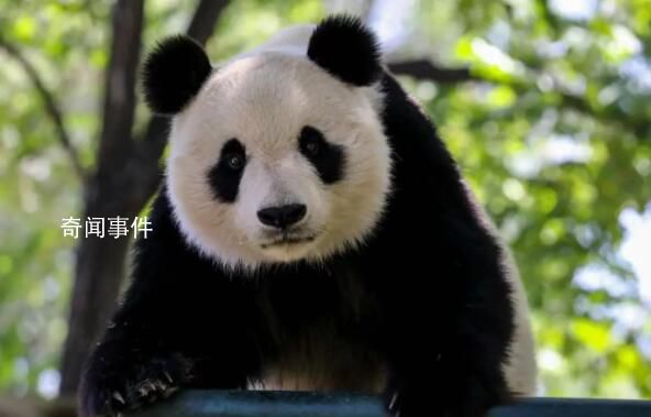天津動物園10月10日起暫閉熊貓館 兩只大熊貓暫停對外展出
