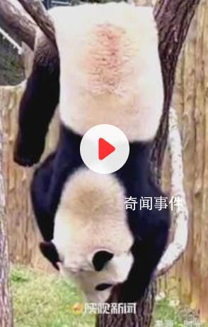 大熊貓放假表演“自掛東南枝” 網(wǎng)友：誰(shuí)家的熊皮毯子晾曬忘收啦