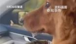堵在路上狗子暈車暈到懷疑人生 各種擁堵不但讓人無法忍受