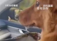 堵在路上狗子暈車暈到懷疑人生 各種擁堵不但讓人無法忍受