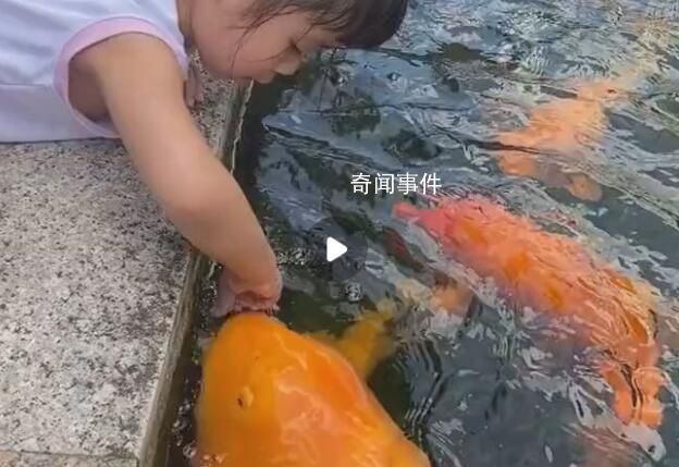 5歲女孩池邊喂50斤胖錦鯉 邊喂邊摸頭十分溫馨