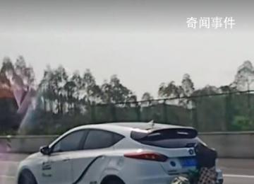 返程的后備箱:有人把雞鴨掛車(chē)上