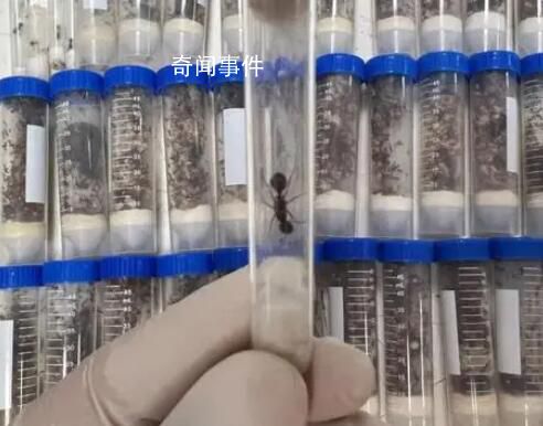 海關截獲1.3萬余只德州芭切葉蟻 在我國未發生報道屬外來物種