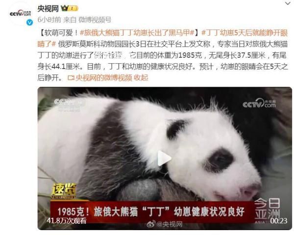 旅俄大熊貓丁丁幼崽長(zhǎng)出了黑馬甲 目前的體重為1985克