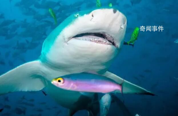 日企利用人造子宮培育出鯊魚 將對海洋生態系統的保護產生積極的影響
