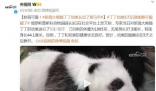 旅俄大熊貓丁丁幼崽長出了黑馬甲 目前的體重為1985克