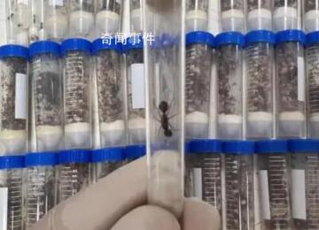 海關(guān)截獲1.3萬余只德州芭切葉蟻 在我國未發(fā)生報(bào)道屬外來物種