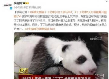 旅俄大熊貓丁丁幼崽長出了黑馬甲 目前的體重為1985克