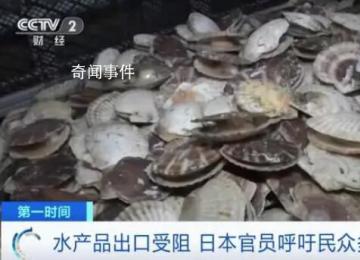 日官員呼吁民眾每人多吃5只扇貝 第一輪排海已經(jīng)給日本水產(chǎn)品出口帶來巨大負(fù)面影響