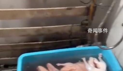 烤鴨店回應(yīng)在廁所浸泡鴨子 空間有限偶爾放一下