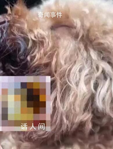 11歲女孩將狗偷走掰斷其牙齒舌頭 可能沒法自主進(jìn)食