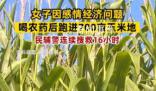女子因感情問題喝農(nóng)藥后跑進(jìn)玉米地 民警搜救16小時(shí)