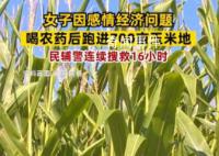 女子因感情問題喝農藥后跑進玉米地 民警搜救16小時
