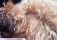 11歲女孩將狗偷走掰斷其牙齒舌頭 可能沒法自主進食