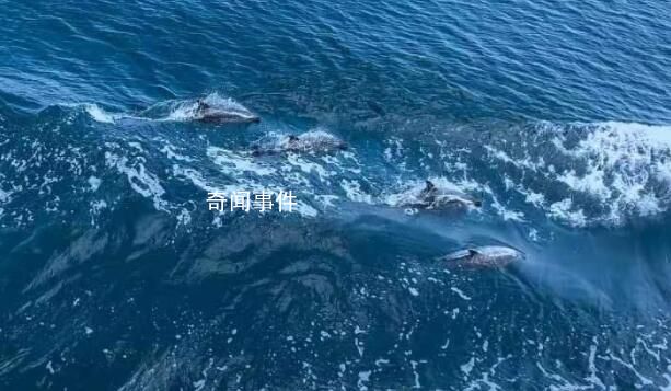 海警巡邏偶遇海豚好壯觀 畫面太治愈了