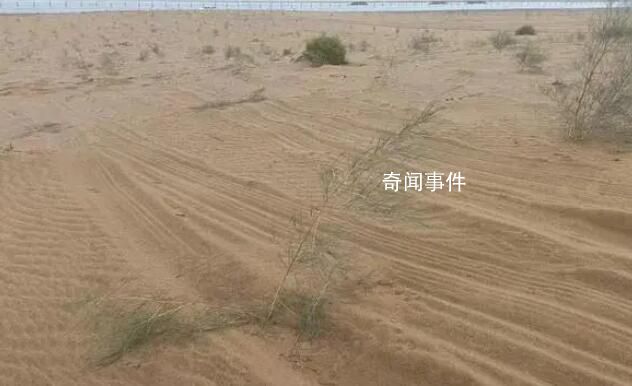 沙漠上萬棵治沙植物被越野車碾軋 車輛沖斷圍欄闖入