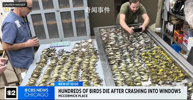 近千只鳥集體撞向一棟大樓后死亡 其建筑外墻大部分被玻璃覆蓋