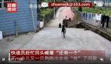 主人不在家快遞顯示狗已簽收 網(wǎng)友爆笑：比人還精
