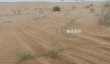 沙漠上萬棵治沙植物被越野車碾軋 車輛沖斷圍欄闖入