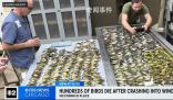 近千只鳥集體撞向一棟大樓后死亡 其建筑外墻大部分被玻璃覆蓋