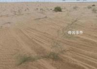 沙漠上萬棵治沙植物被越野車碾軋 車輛沖斷圍欄闖入