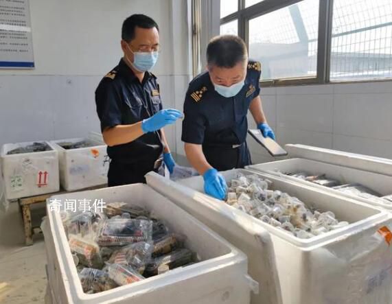 貨車運(yùn)5380只吸血鬼蟹入境被查 目前已作進(jìn)一步處理