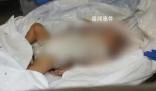 以色列公布嬰兒遇害可怕照片 戰(zhàn)火中的兒童成為輿論焦點