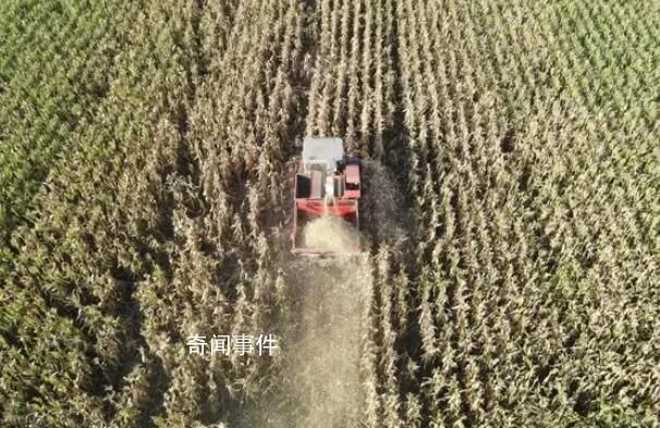 農戶搶收忙 “豐”景美如畫
