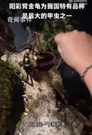 4名小學生發現41年前曾滅絕的甲蟲 為他們點贊