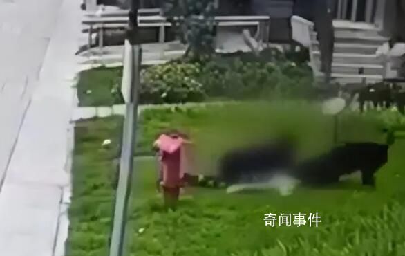成都2歲女童遭烈犬撕咬入院治療 目前孩子及大人正在醫(yī)院就醫(yī)