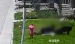 成都2歲女童遭烈犬撕咬入院治療 目前孩子及大人正在醫(yī)院就醫(yī)