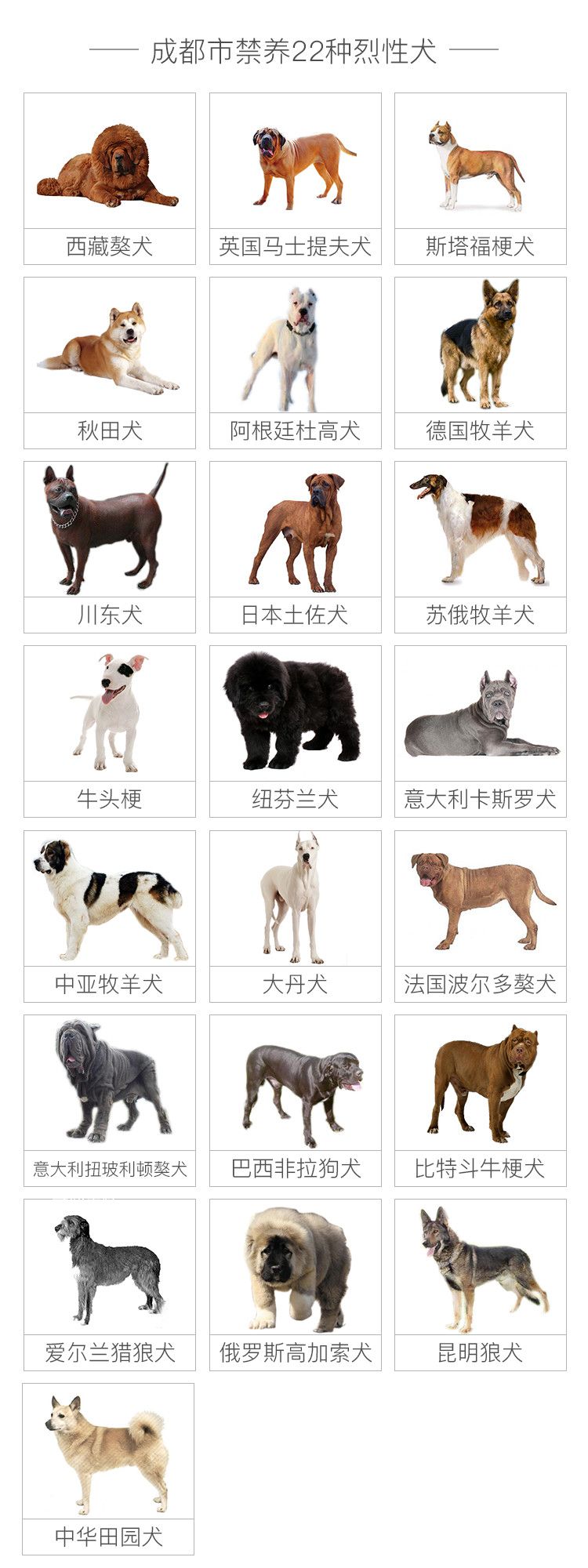 咬傷女童烈犬不在當?shù)亟B(yǎng)犬名單中