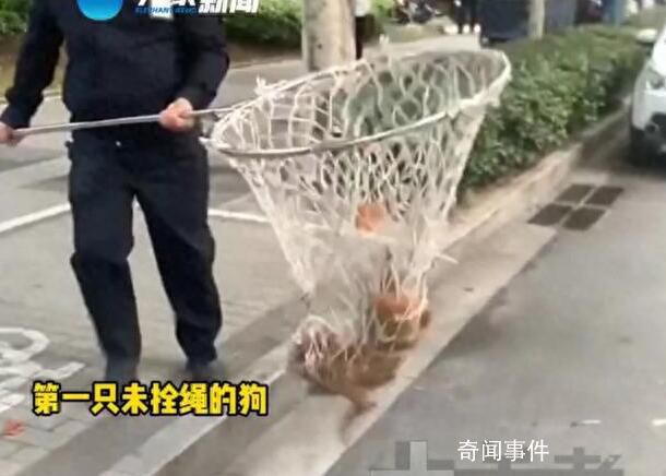 河南鄭州嚴查未拴繩犬只 出了家門就屬于公共區域