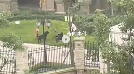 成都公安回應流浪狗數量過多問題