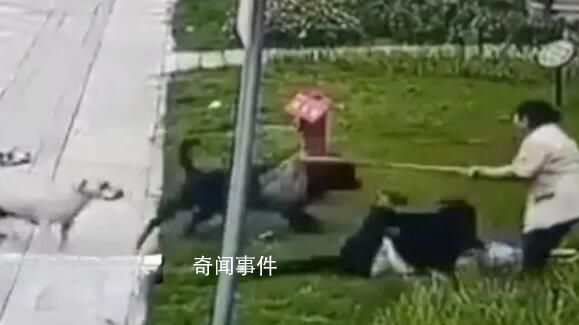 黑狗主人最高面臨7年以下刑責 咬人的黑色犬只找到了嗎