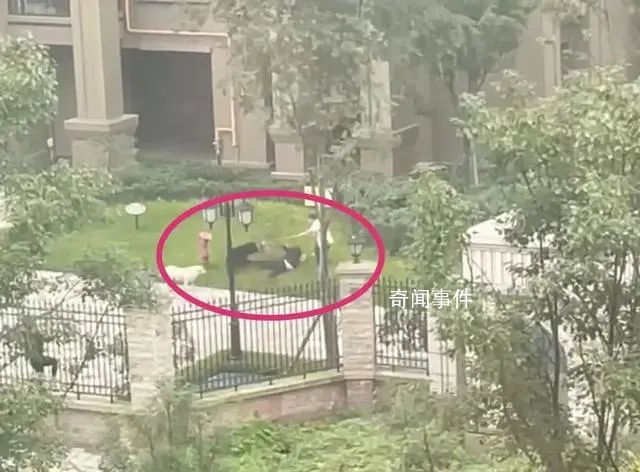 央媒評女童被咬:狗主人須繩之以法
