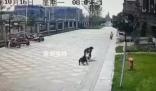 被惡犬咬傷的成都女童仍未蘇醒 已有專家進(jìn)行會診