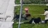 黑狗主人最高面臨7年以下刑責 咬人的黑色犬只找到了嗎