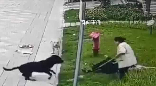 中國最大羅威納犬舍遭網友攻擊 稱賣了十多年沒一只咬人