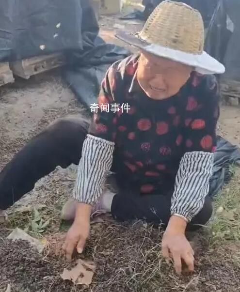 60箱蜜蜂被指遭人投毒一夜死光 背后真相令人憤怒