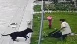 中國最大羅威納犬舍遭網友攻擊 稱賣了十多年沒一只咬人
