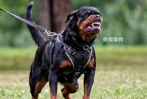 西安一小區將逐戶清理禁養犬 網友熱議