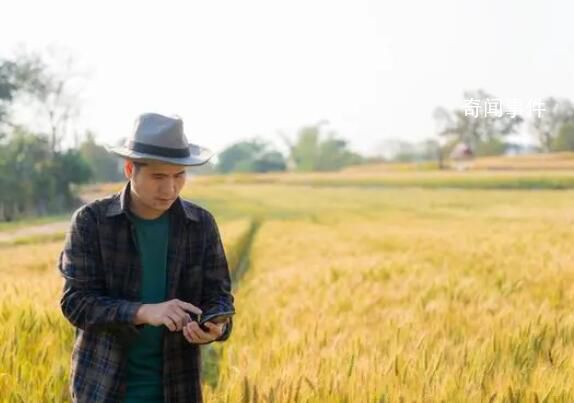 豐收的顏色你見過嗎?金秋時節秋收正忙